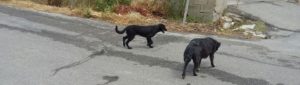Caulonia: individuati i cani che hanno tentato di aggredire una bambina item-thumbnail