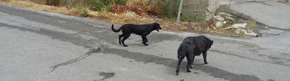 Caulonia: individuati i cani che hanno tentato di aggredire una bambina