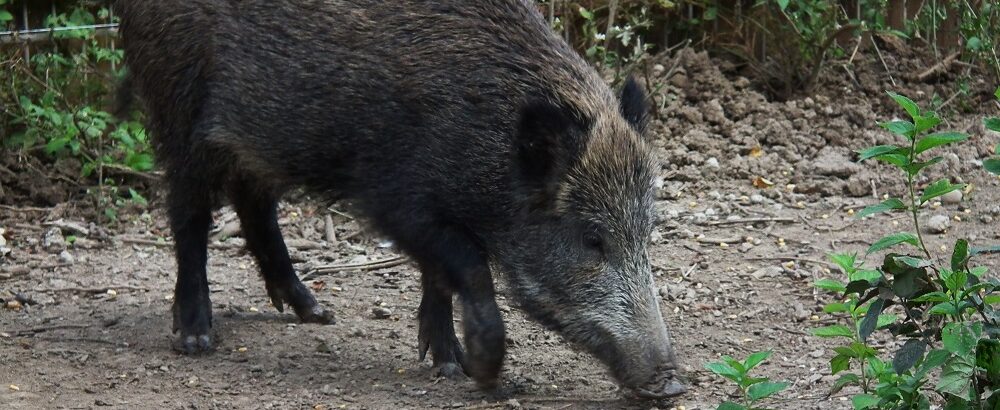 Paura nel vibonese: anziano aggredito da un cinghiale