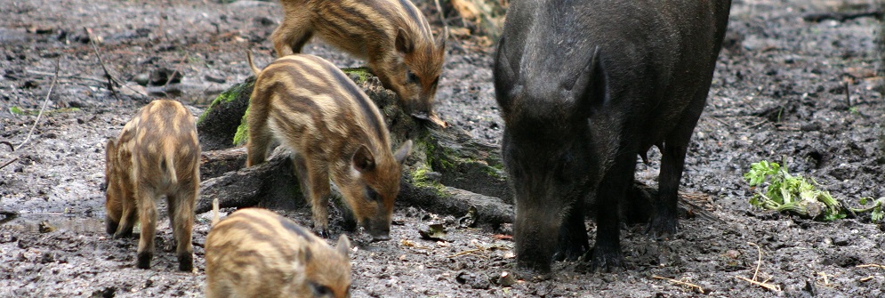 La carne di cinghiale può essere pericolosa. A stilo un caso di tubercolosi