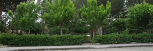 Brucia auto a Caulonia marina item-thumbnail