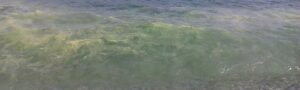 Perché il mare di Caulonia è giallo? item-thumbnail