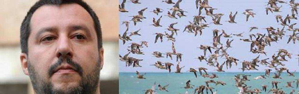Salvini contro gli uccelli migratori