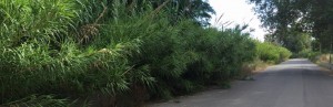 Segnalazione del lettore Carabetta sulla pulizia di Caulonia item-thumbnail