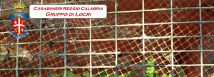 Locride: 1 arresto per coltivazione di marjuana e 6 denunce item-thumbnail