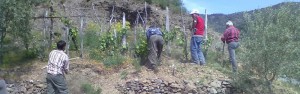 Calatria: zappatori di vigneti item-thumbnail