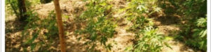 Cannabis terapeutica. Lettera aperta alla Regione Calabria sulla prescrizione del “Bedrocan” item-thumbnail