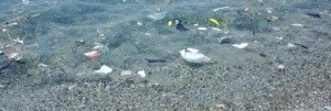 Mare: se Caulonia piange Roccella non ride item-thumbnail