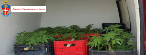 Cronaca Locride: un arresto e una denuncia item-thumbnail