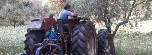 LA “GIOVANI IN VITA” NON SI ARRENDE item-thumbnail