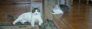Gatti cauloniesi item-thumbnail