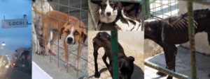 Ancora sul canile “Dog Center” di Sant’Ilario dello Ionio item-thumbnail