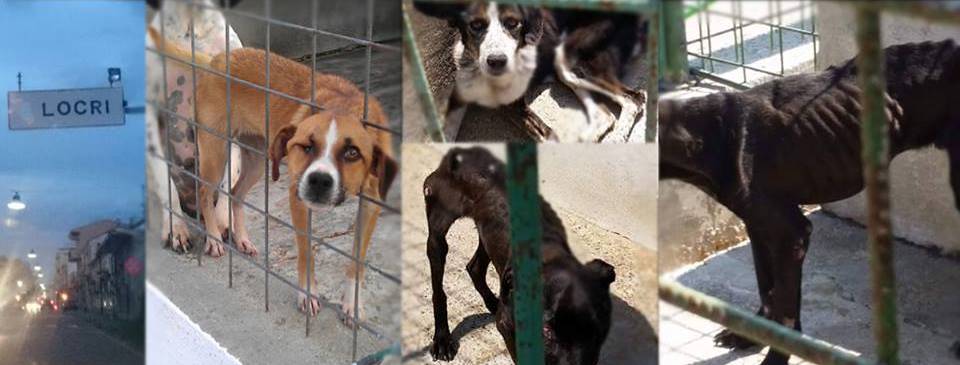 Ancora sul canile “Dog Center” di Sant’Ilario dello Ionio