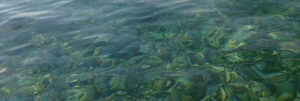 Presenza di “melma gialla” in mare item-thumbnail