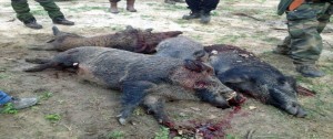 Battuta di caccia al cinghiale prodigiosa item-thumbnail