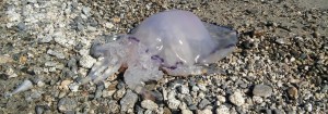 Caulonia: spiaggiata medusa gigante item-thumbnail