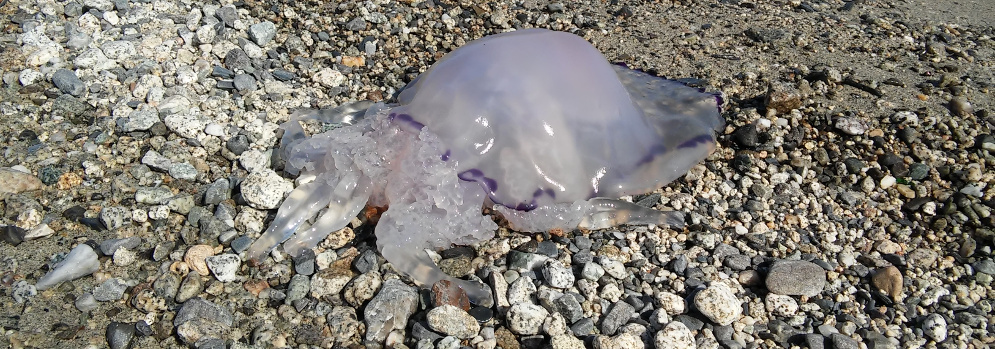 Caulonia: spiaggiata medusa gigante