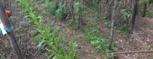Piantagione di canapa a Caulonia. Un arresto item-thumbnail