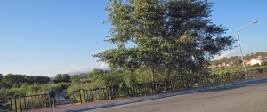 Se Allaro piange, Amusa non ride item-thumbnail