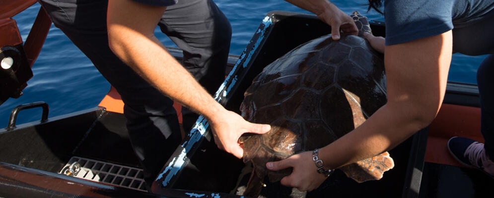 Roccella Jonica: liberata tartaruga in mare