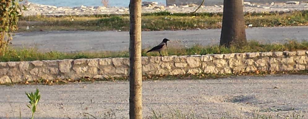 Caulonia e la festa… ehm… dell’albero