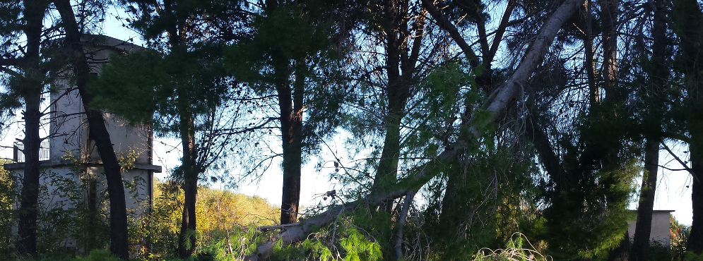 Caulonia: crolla ramo in via Allaro – Foto