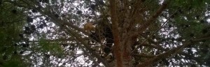 Cittadini gioiosani in aiuto di un gatto in difficoltà item-thumbnail