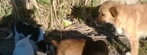 Caulonia: cani da adottare item-thumbnail