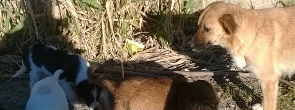 Caulonia: cuccioli cercano casa