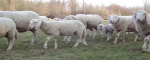 BOVA, PASCOLO DENTRO AL CIMITERO: DENUNCIATI DUE FRATELLI item-thumbnail