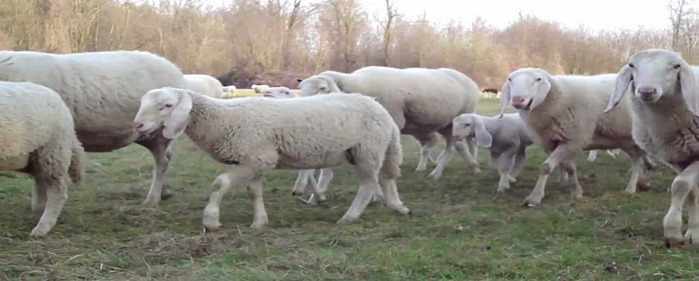 Ridurre il consumo di carne fa bene alla salute e al pianeta