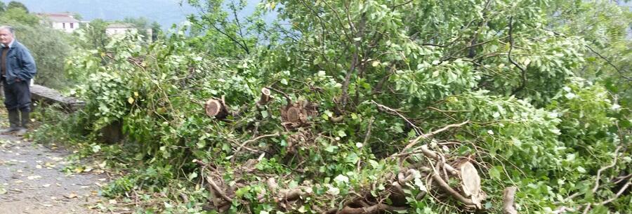 Caulonia: cade albero in c/da Petrida, danni alla rete elettrica