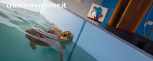 Anche oggi si possono vedere e sostenere le tartarughe item-thumbnail