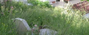 Lettera aperta di Nova al Sindaco Belcastro sulle condizioni dei cimiteri delle frazioni di Caulonia item-thumbnail