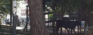 Incornato da un toro che vagava nelle campagne di Cinquefrondi, grave un uomo item-thumbnail