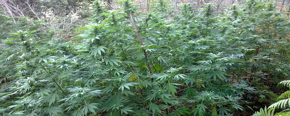 Camini: coltiva marijuana. Arrestato