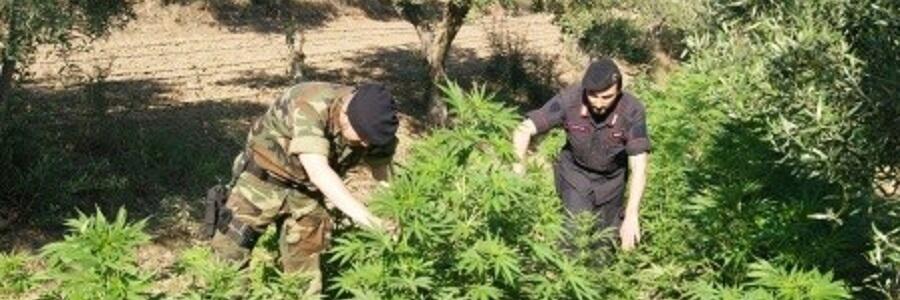 ROCCELLA JONICA: coltivava cannabis, arrestato