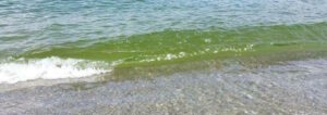Acqua mare verdastra, era fioritura alghe item-thumbnail