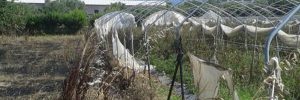 Incendiato terreno agricolo coop sociale item-thumbnail