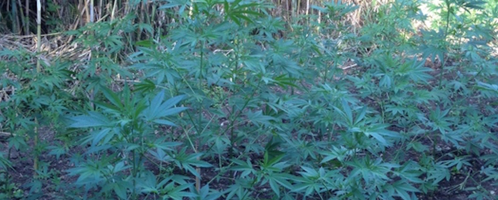 Coltivavano 780 piante di marijuana, arrestati
