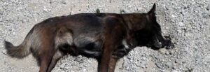Vasì di Caulonia: un altro cane avvelenato item-thumbnail