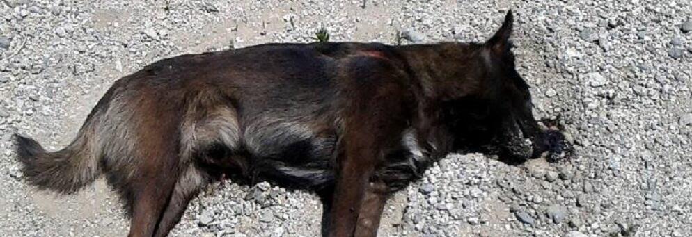 Vasì di Caulonia: un altro cane avvelenato