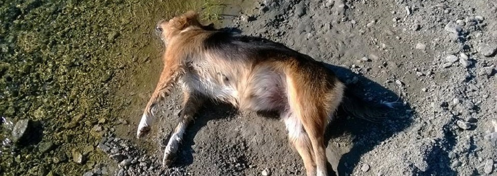 Caulonia marina: cane avvelenato. Chi è la bestia?