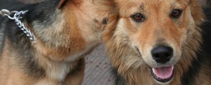 Caulonia – cani randagi: dibattito tra i lettori item-thumbnail