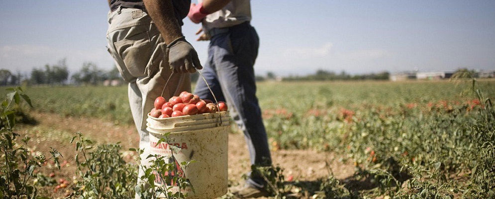 Lavoratori agricoli, nuova ordinanza di Spirlì: divieto di esposizione prolungata al sole