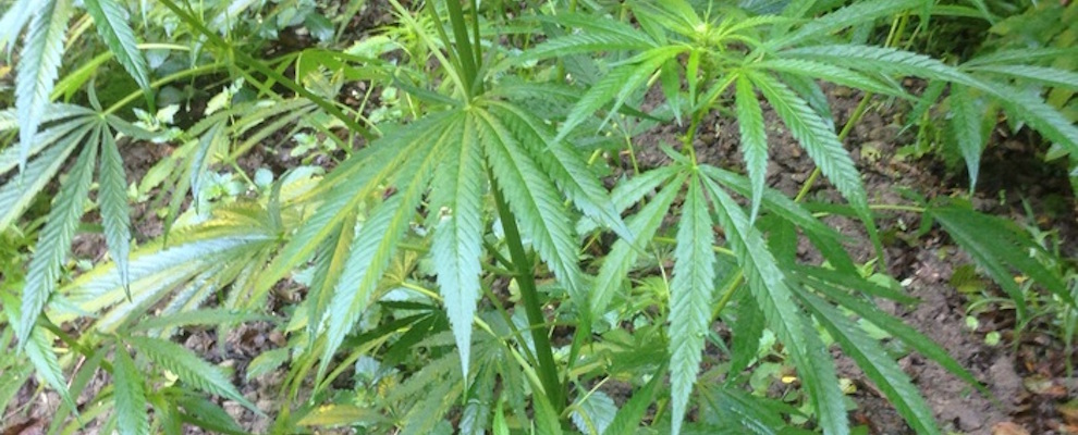 Scoperte da Gdf 8 piantagioni marijuana nella Locride e Vibonese