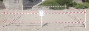 Le Tartarughe depongono sulla spiaggia di Diamante item-thumbnail
