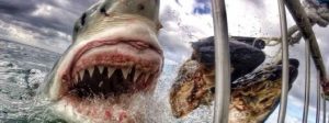Si salva dall’attacco di uno squalo di 4 metri per un soffio item-thumbnail