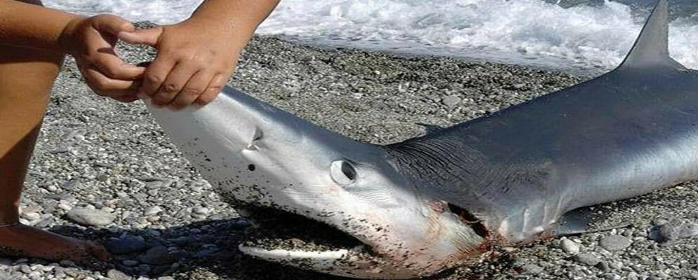 Melito di Porto Salvo, squalo in spiaggia
