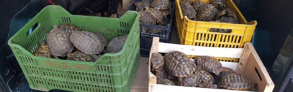 Custodiva 88 tartarughe, denunciato